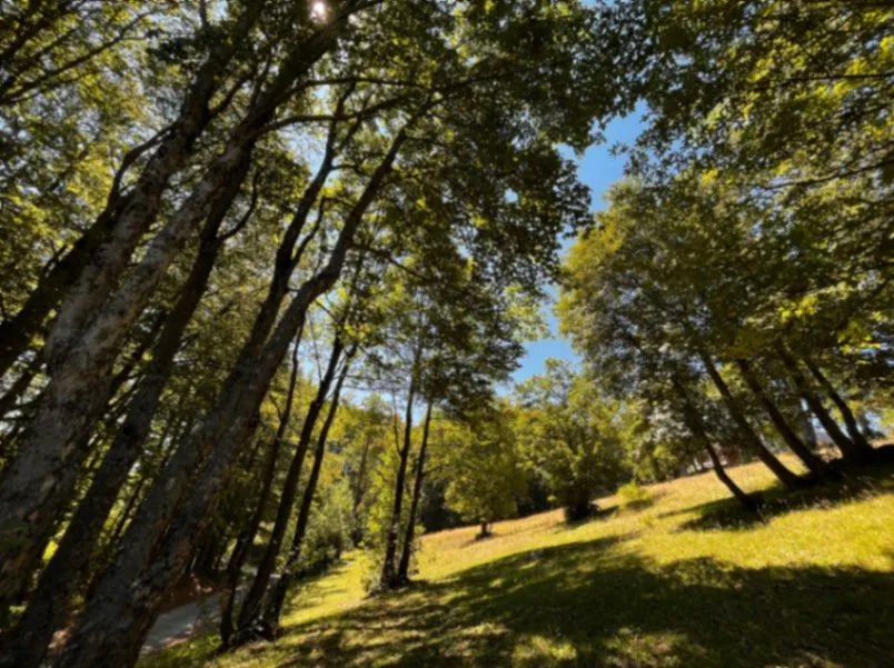Prodaja, plac, 12000m², Žabljak, Crna Gora