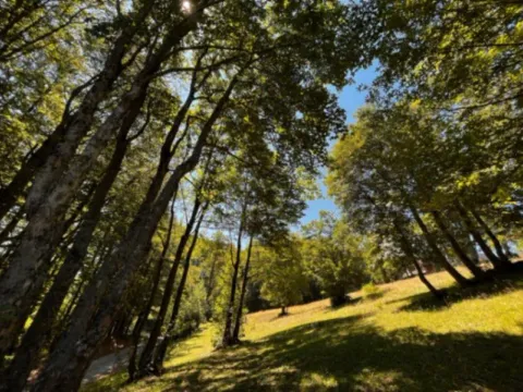 Prodaja, plac, 12000m², Žabljak, Crna Gora - image 9