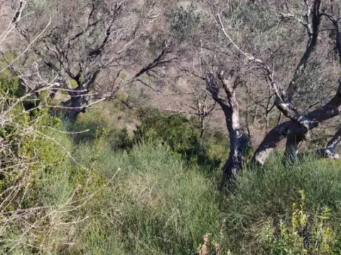 Prodaja, plac, 5000m², Bar, Crna Gora - image 2