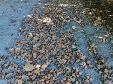 Sale, land lot, 47000m², Bački Vinogradi, Subotica - image 5