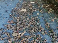 Prodaja, plac, 47000m², Bački Vinogradi, Subotica - image 5