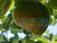 Prodaja, kuća, 199m², Utjeha, Bar - image 6