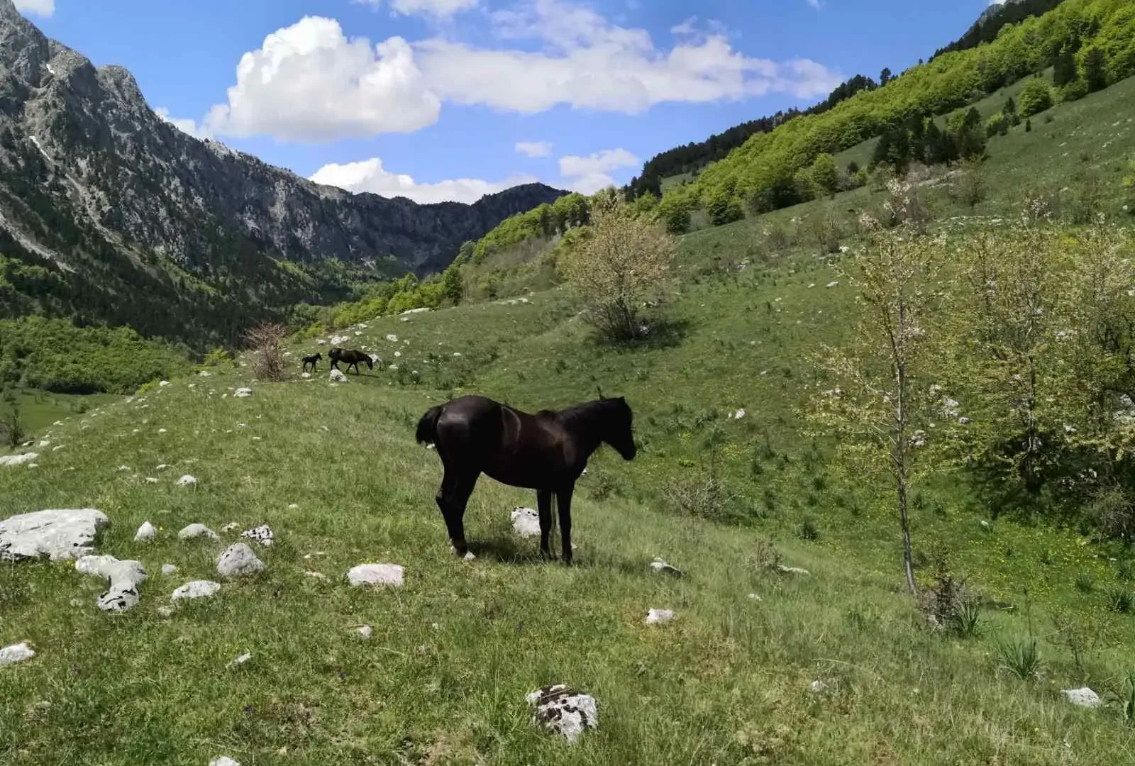 Prodaja, plac, 32013m², Gornje Lipovo, Kolašin