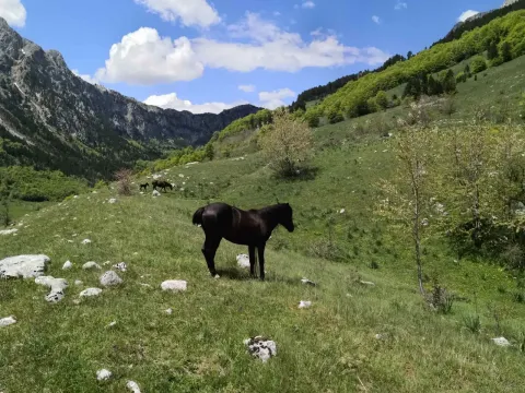 Prodaja, plac, 32013m², Gornje Lipovo, Kolašin - image 2