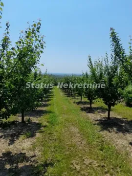 Pogled na voćnjak sa zasađenim stablima. - image 2