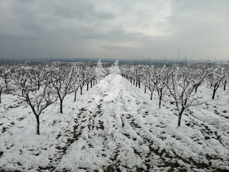 Prodaja, plac, 13700m², Koraćica, Mladenovac