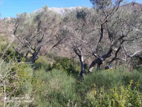 Prodaja, plac, 9890m², Zaljevo, Bar - image 3