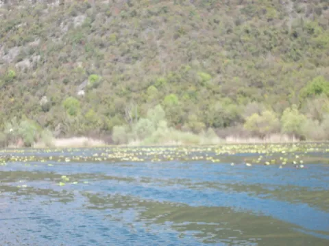 Pogled na jezero i pošumljeno brdo. - image 10