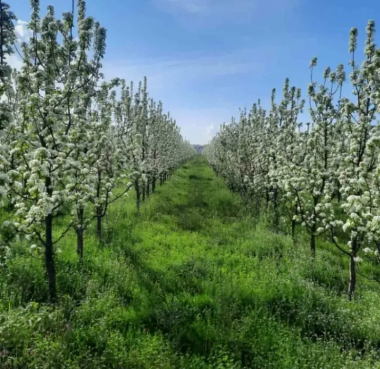 Prodaja, plac, 10400m², Sepci, Rača