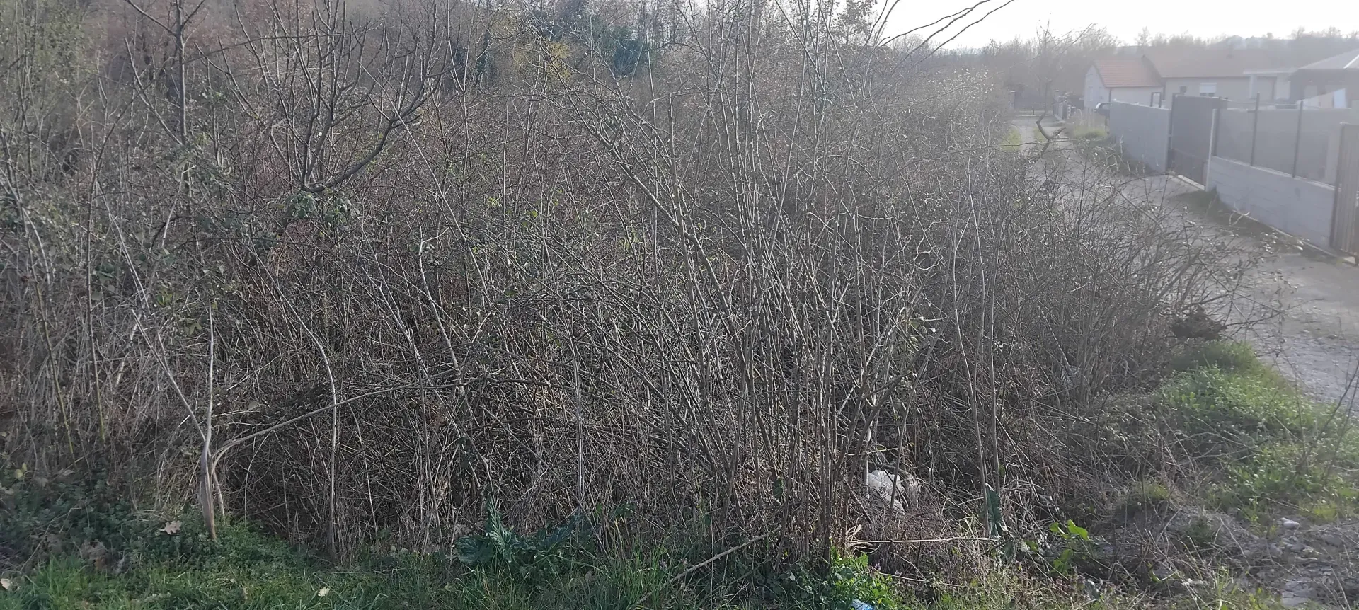 Pogled na zarasli plac sa drvećem i grmljem.