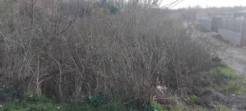 Pogled na zarasli plac sa drvećem i grmljem. - image 4