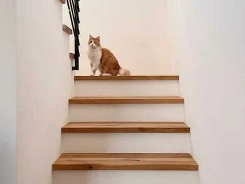 Prodaja, kuća, 134m², Kavač, Kotor - image 5