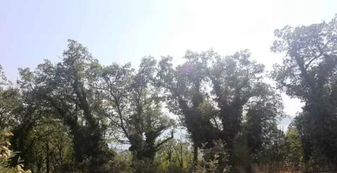 Zeleno drveće na zemljištu pod svijetlim nebom. - image 13