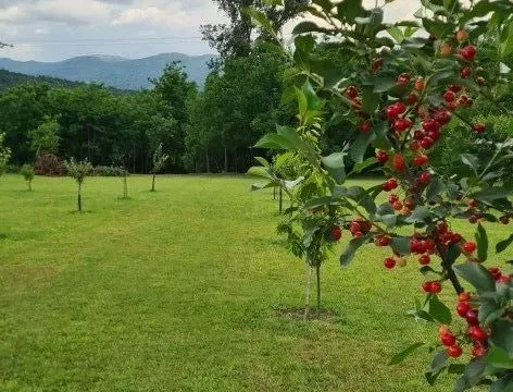 Prodaja, plac, 4430m², Danilovgrad, Crna Gora - image 14