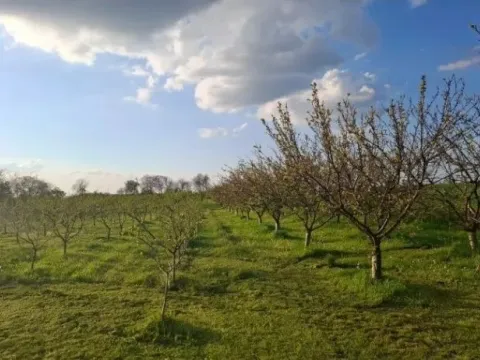 Sale, land lot, 11510m², Kikinda, Srbija