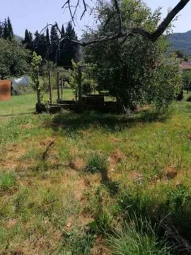 Zeleno dvorište sa drvećem i rastinjem. - image 2