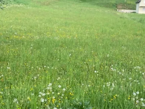 Sale, land lot, 3900m², Rasovo, Bijelo Polje - image 3