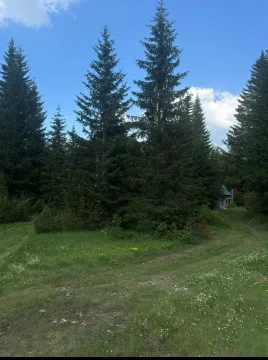 Šumski predio sa četinarima i manjim objektom u pozadini. - image 9
