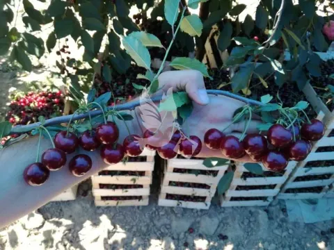 Prodaja, plac, 13700m², Koraćica, Mladenovac - image 16