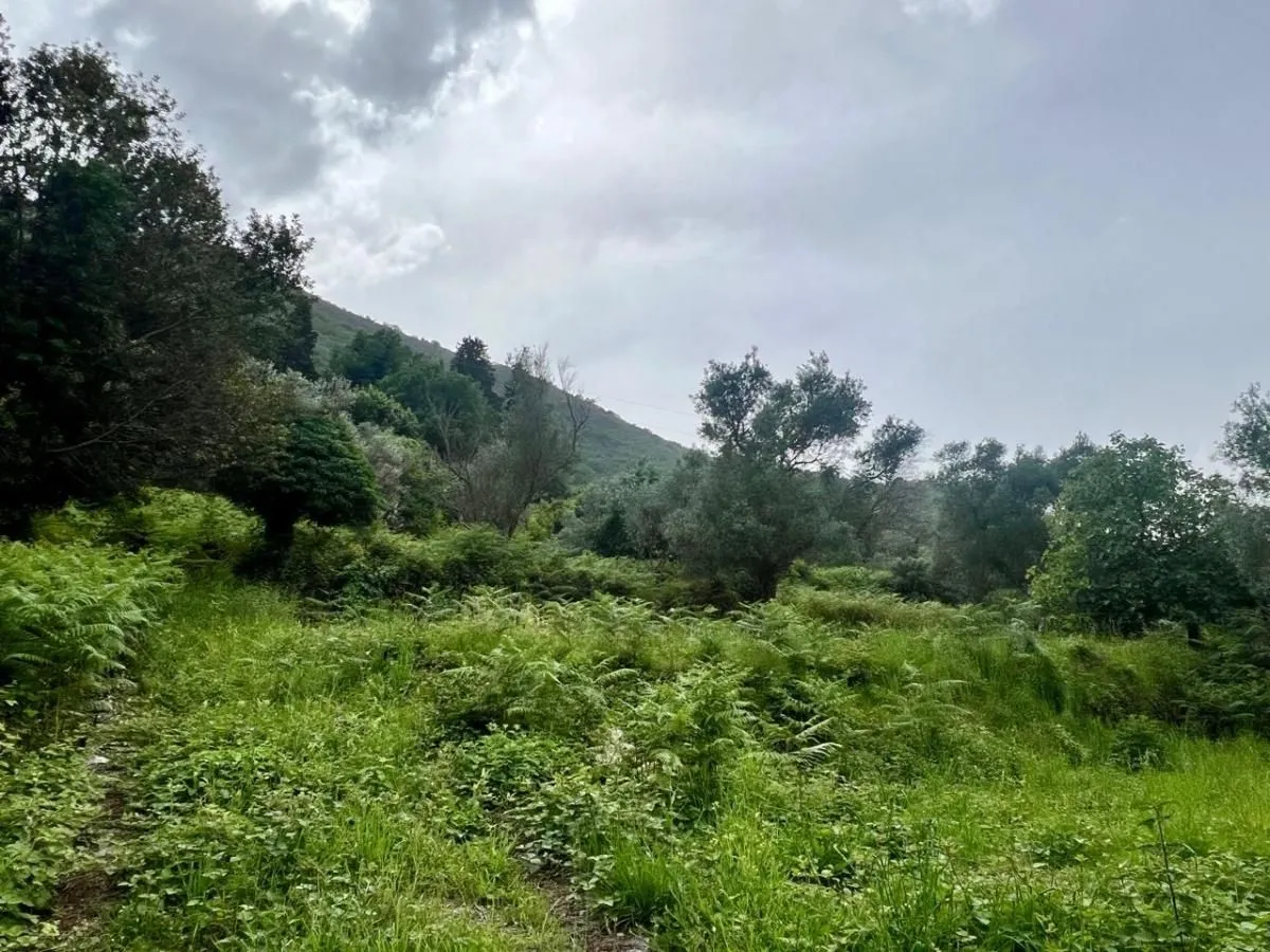 Prodaja, plac, 872m², Stoliv, Kotor
