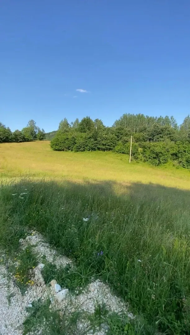 Zelena livada sa drvećem i rastinjem pod vedrim nebom.