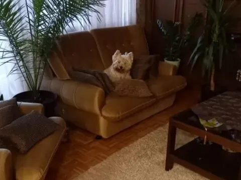 Prodaja, dvosoban stan, 59m², Novo naselje, Novi Sad - image 2