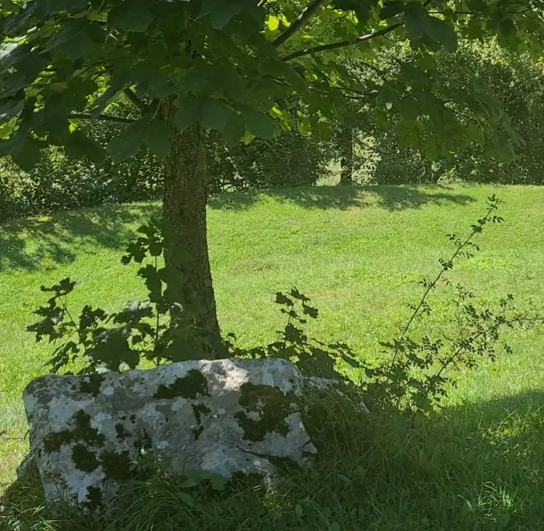 Zeleno dvorište sa drvećem i travnjakom.