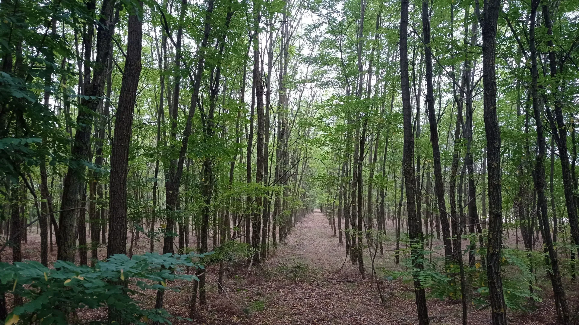 Prodaja, plac, 5207m², Kelebija, Subotica