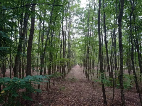 Prodaja, plac, 5207m², Kelebija, Subotica - image 4