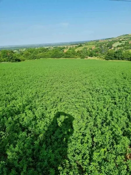 Prodaja, plac, 8400m², Sremski Karlovci, Novi Sad