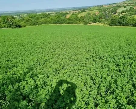 Prodaja, plac, 8400m², Sremski Karlovci, Novi Sad - image 1