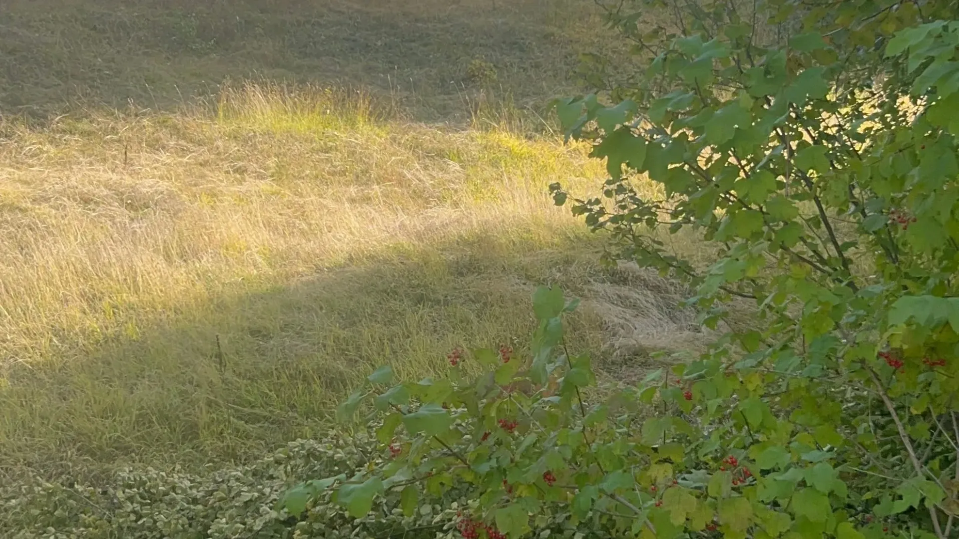 Sale, land lot, 10000m², Bare, Kolašin