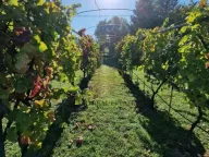 Prodaja, kuća, 160m², Čerević, Beočin - image 15