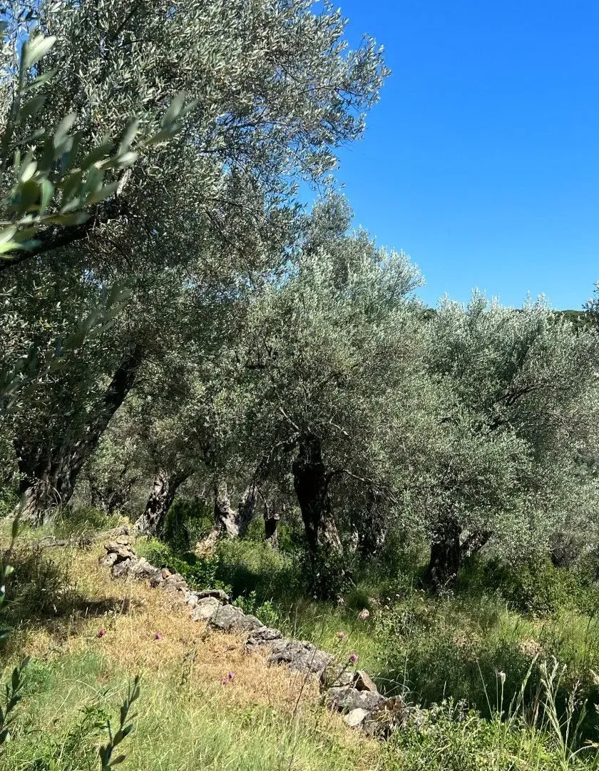 Sale, land lot, 1996m², Centar, Ulcinj