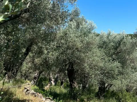 Prodaja, plac, 1996m², Centar, Ulcinj - image 5