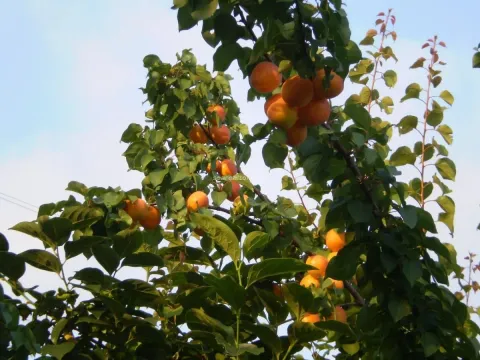 Prodaja, kuća, 119m², Centar, Tivat - image 21