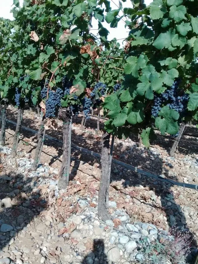 Prodaja, plac, 15000m², Podgorica, Crna Gora