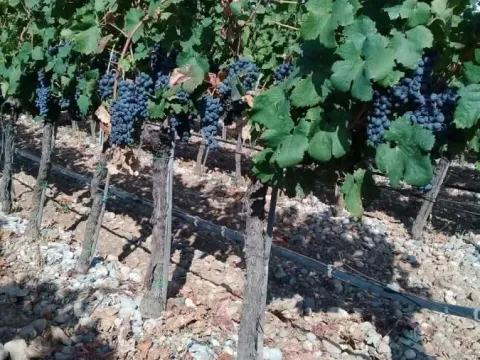 Prodaja, plac, 15000m², Podgorica, Crna Gora - image 5