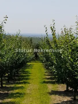 Pogled na voćnjak sa zasađenim drvećem. - image 4