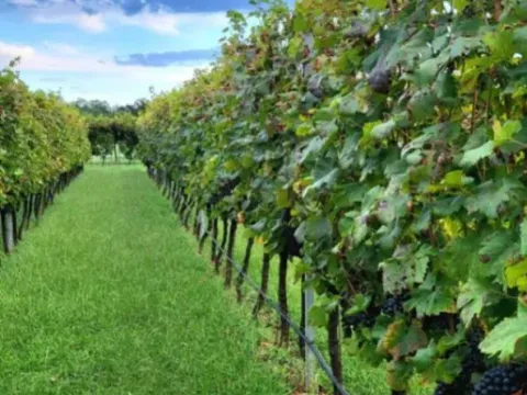 Sale, house, 300m², Zagorak, Danilovgrad - image 6