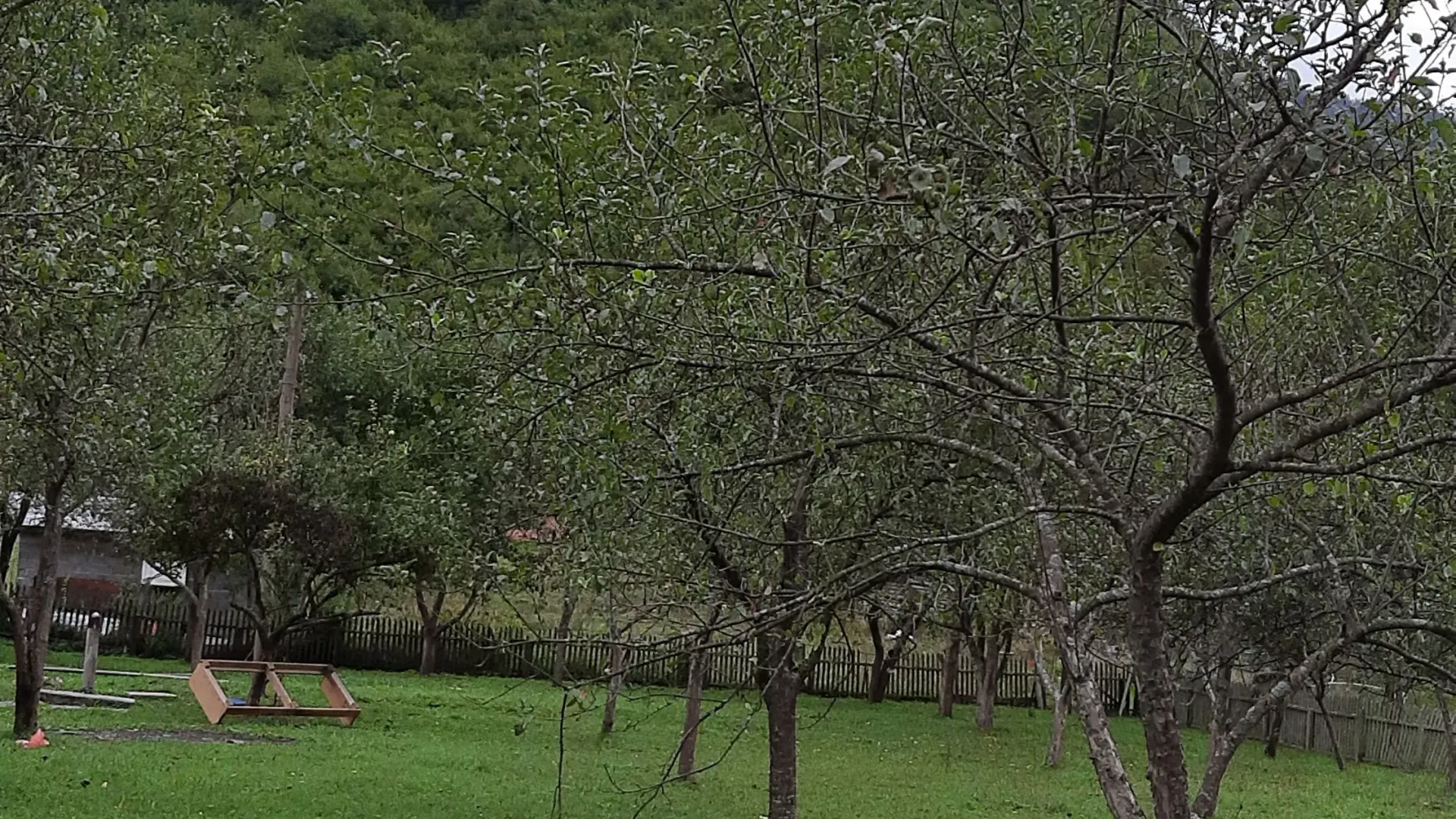 Prodaja, plac, 4000m², Dobrilovina, Mojkovac