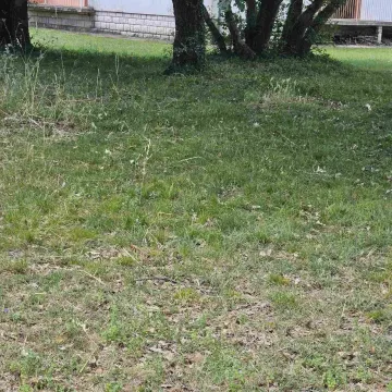 Travnato dvorište sa drvećem ispred objekta. - image 2