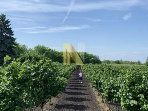 Sale, land lot, 190m², Kikinda, Srbija - image 13