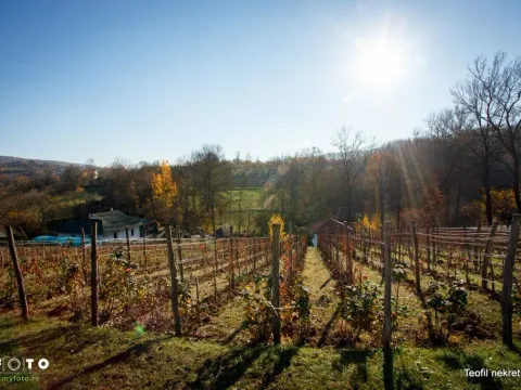 Sale, office space, 230m², Topola, Srbija - image 3