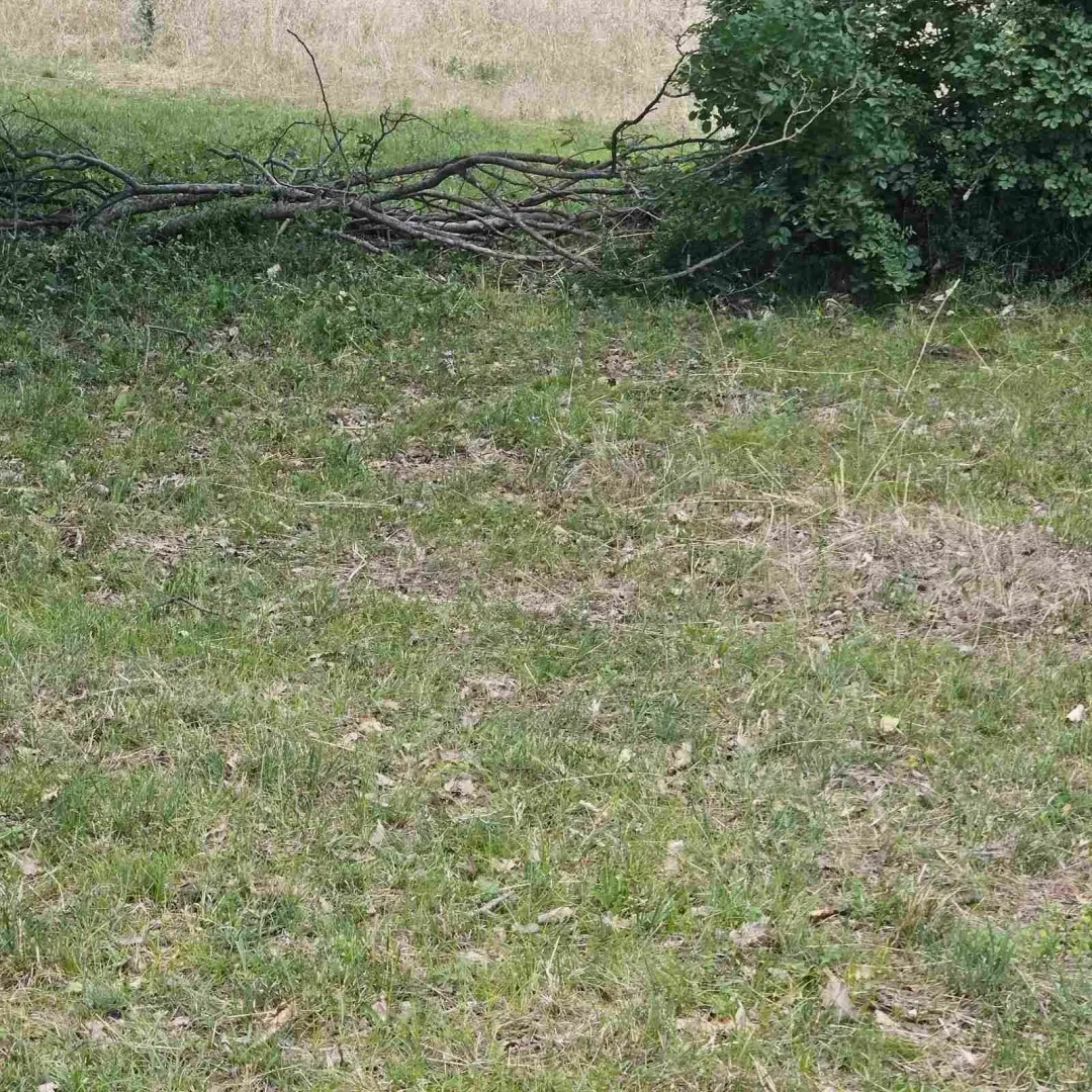 Pogled na dio travnatog placa sa grmljem.