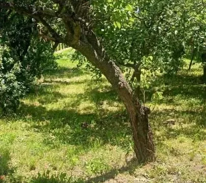 Sale, land lot, 1100m², Rakitovo, Jagodina - image 3