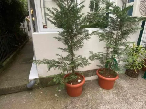 Izdavanje, jednosoban stan, 32m², Slovenska Plaža, Budva - image 11