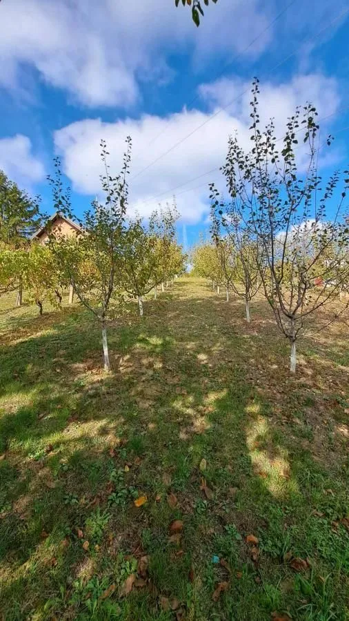 Prodaja, plac, 3000m², Sremska Kamenica, Petrovaradin