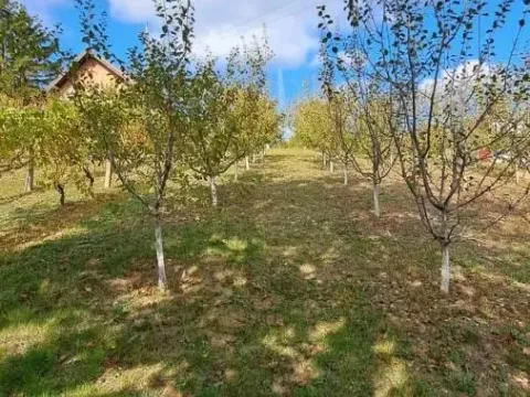 Prodaja, plac, 3000m², Sremska Kamenica, Petrovaradin - image 4