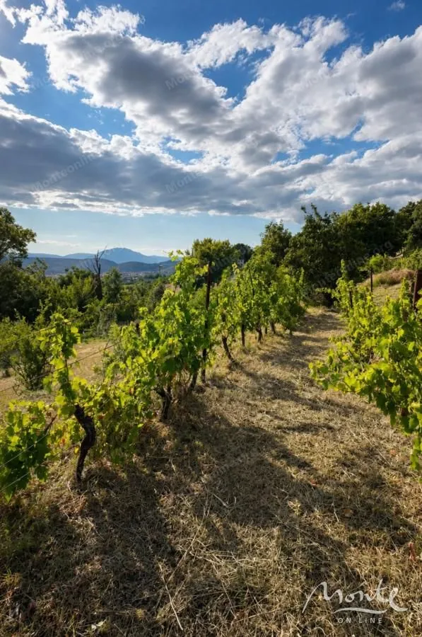 Zasađeni vinograd sa pogledom na prirodu i oblačno nebo.